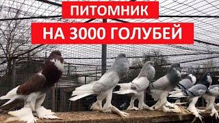 Питомник на 3000 голубей  1 часть. Живой дом. Nursery for 3000 pigeons 1 part. living house