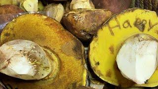 Mushroom Foraging Cleaning & Processing Butter Boletes