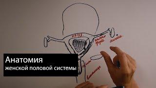 Анатомия женской половой системы простым языком.