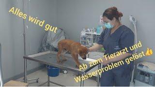 Wasserproblem lösen und Hund versorgen.