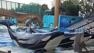 Live at SeaWorld Orlando  Orca Encounter Show 2024  Killer Whales in Action