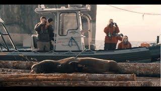 Watch Dramatic Rescue of Sea Lion Shot With Crossbow