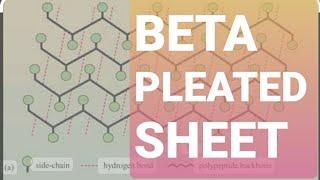 BETA PLEATED SHEET -SECONDARY STRUCTURE OF PROTEINS