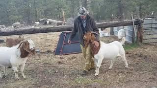 #boergoat #fullbloodboer #freerangegoat #pejantanboer