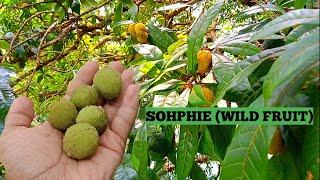 Picking Sohphie wild fruits at my garden  Rich Fruits