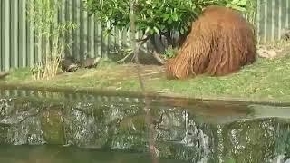 Орангутанг со стаей выдр