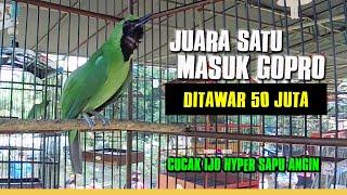 VIRAL Ditawar 50 Juta JUARA SATU Cucak Ijo SAPU ANGIN