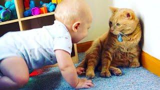 A Cute Baby And A Cat  Adorable Babies Playing With Cats