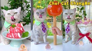 Chef Cats Super Delicious Recipes Satisfy Your Imagination Cat Cooking Food  Cute And Funny Cat