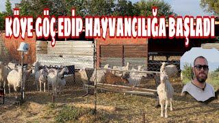 ŞEHİRDEN KÖYE GÖÇ EDİP SAANEN KEÇİ BAKARAK PARA KAZANMAYA BAŞLADI