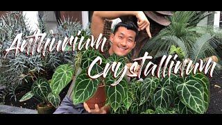 Anthurium crystallinum care and propagation in water soil and leca with updates