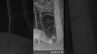 Big buck passing through #buckdeer #deerhunt #deerhunting #wildlife