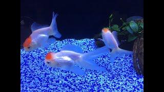 Pesce Rosso-Oranda-Orifiamma-acquari-zio pesce