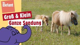 Wie hoch kann ein Pony springen?  Der Elefant  WDR