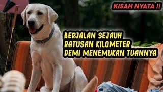 Kisah Nyata ‼️ Perjuangan Mencari Anjing Kesayangan Yang Hilang Didalam Hutan  Alur Cerita Film