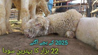 Top Quality Mundra chatra kids rate 2025 new stock Mundra chatra  bakra mandi gujranwala