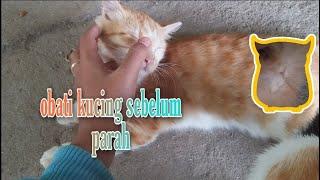 Kucing Mencret Lendir Bening