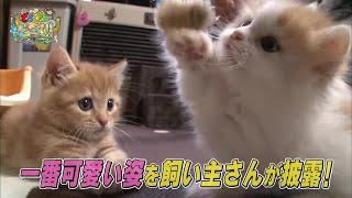 【マンチカン】イタズラ　兄妹ケンカ　ハプニング　赤ちゃん【かわいい猫まとめ動画】