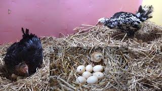 Two Broody Hen Harvesting Eggs to Chicks with some Issues