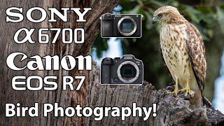 Sony a6700 Canon R7 Bird Photography 200-600 & 100-500 Lenses Birds In Flight