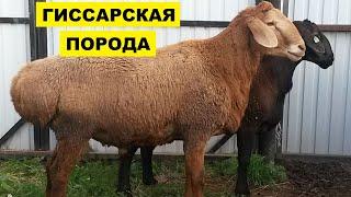 Гиссарская порода овец  Все что нужно знать о гиссарской породе овец  Овцеводство