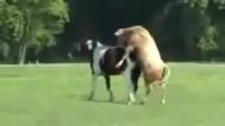 KRISJAYANTO The Funny Horse and Bull Mating