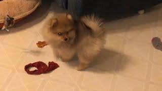 Adorable pomeranian puppies 10-weeks-old