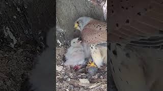 Male kestrel learns to dad