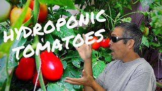 Hydroponic tomatoes  Easy DIY Hydroponics