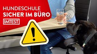 Gefahren für den Hund im Büro  Profitipp Darauf muss man achten