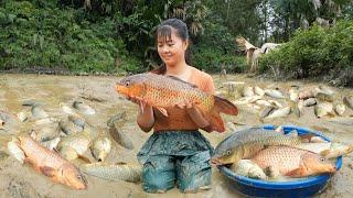 Harvesting A Lot Of Fish At Mud Pond Goes to market sell - Cooking fish  Free Bushcraft