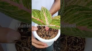 spesial price of  rinjani ori #aglonemacollection #rareitem #aglonemacollection #priceofaglaonema