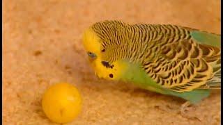 Soccer Playing Budgie. Budgerigar that loves football. Parakeet