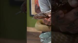 Helping with some Stuck Shed on my King Cobra Rusty  #shorts #venomous #cobra #wildlife #snake