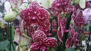 Обзор орхидей в теплице г.Долгопрудный. Это рай