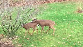 Deer Mating Video