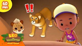  LION ATTACKING A BABY CHEETAH?  African Animals   Leo the Wildlife Ranger  Kids Cartoons