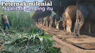 Peternak Sapi Milenial Ngarit Cuma Di Samping Kandang