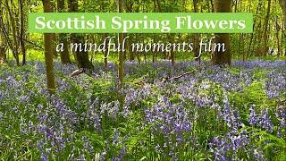 Mindful Moment Film - Scottish Spring Flowers  Music by Basham - Give You My Heart