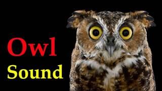 sound of owl at night - voice of bird