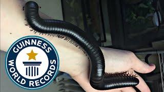 Holding the Worlds Biggest Millipede
