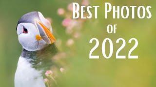 My Favourite 21 Wildlife Photos of 2022  OM System  Relaxing Music & Nature