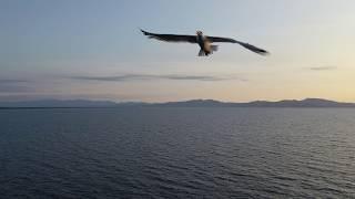 Bird attacking my drone LEscala Spain bird attack