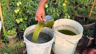 Making your own tomato fertilizer strong natural recipes for a great crop