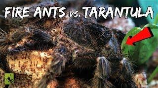 Fire Ants vs. Bird-Eater Tarantula