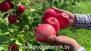 Яблоня сорт МЕЧТА. Один из лучших летних сортов яблок для сада