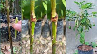 new method of grafting avocado seedlings  paste the avocado shoot eye