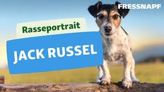 Rasseportrait Jack Russell Terrier