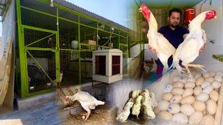 Shamo Breed Krwa k munafa kis trah krwa skty hain Hen Hatching Eggs At Home Ground Birds farming