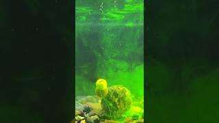 #shorts как работает ПВА стик в воде  #fishing #carpfishing #карпфишинг #рыбалка #пвастик